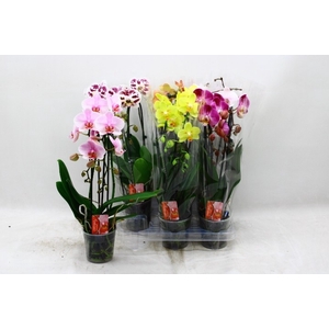 PHAL EL CASCADE