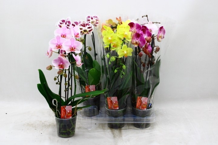 <h4>PHAL EL CASCADE</h4>