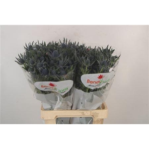 Eryngium Mag Blue Lagoon