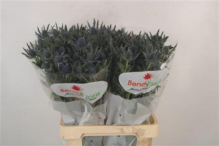 <h4>Eryngium Mag Blue Lagoon</h4>
