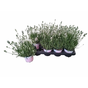 LAVAN AN AROMA WHITE
