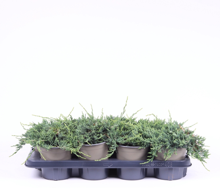 <h4>Juniperus horizontalis 'Wiltonii'</h4>