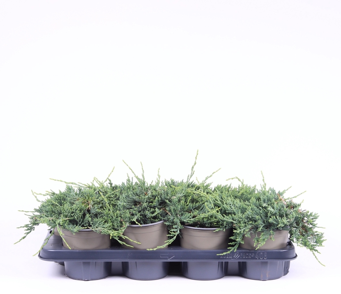 <h4>Juniperus horizontalis 'Wiltonii'</h4>