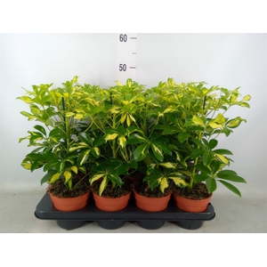 Schefflera arbor. 'Gerda'