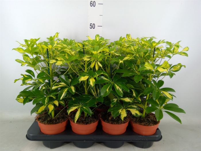 <h4>Schefflera arbor. 'Gerda'</h4>