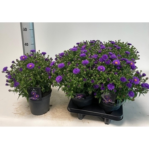 ASTER D BLUE LAPIS