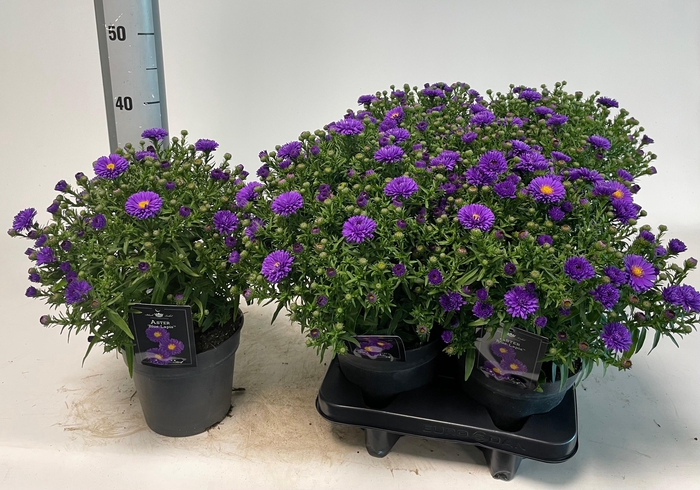 <h4>ASTER D BLUE LAPIS</h4>