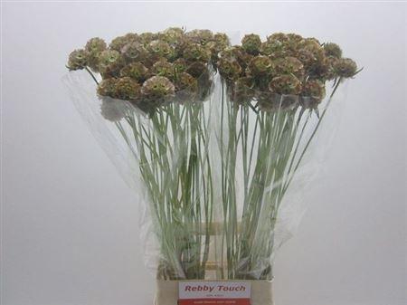 <h4>Scabiosa Stellata Seeds</h4>