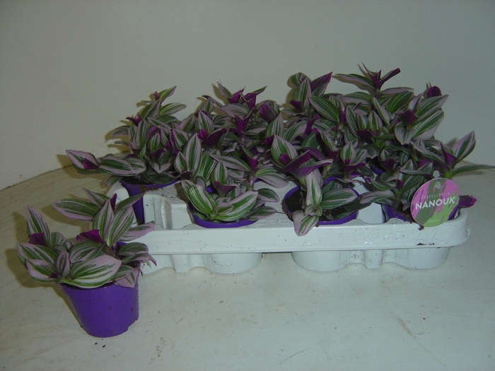 <h4>TRAD CE NANOUK</h4>