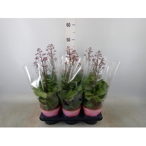 Kalanchoe  'WildFlow Surp Canyon'