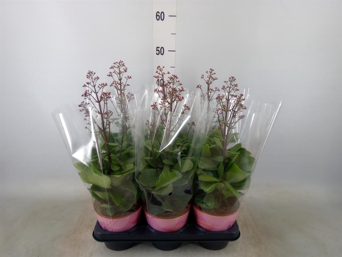 <h4>Kalanchoe  'WildFlow Surp Canyon'</h4>