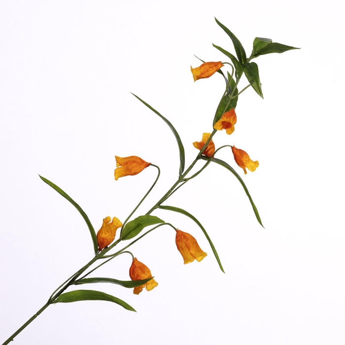 <h4>Sandersonia Spray Orange FL440331ORA</h4>