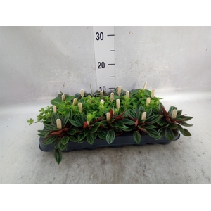 Peperomia   ...mix