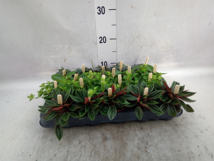 Peperomia   ...mix