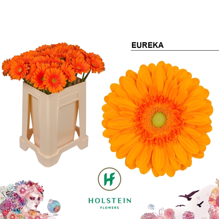 <h4>GE GR EUREKA</h4>