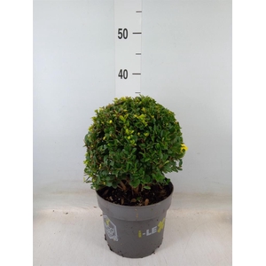 Ilex crenata 'Dark Green'