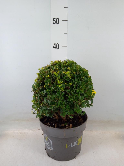 <h4>Ilex crenata 'Dark Green'</h4>