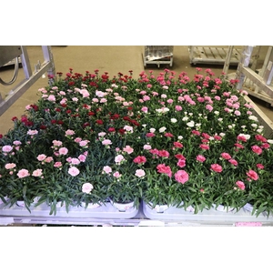 arr8 Dian Oscar Mixk 1 Kleur Per Tray