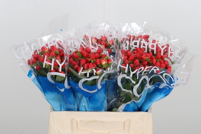 <h4>Hyp Coco Rio Rood</h4>