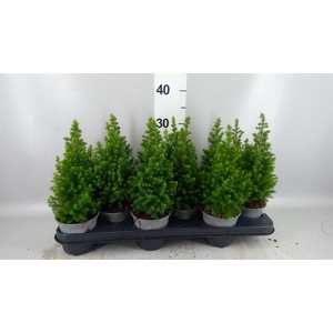 Chamaecyparis thyo. 'Spitsbergen'