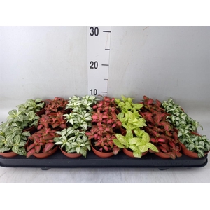 Fittonia   ...mix 7