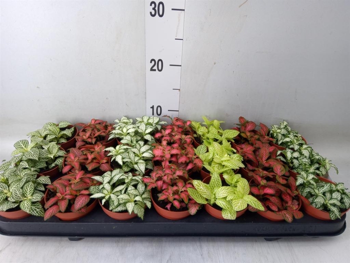 <h4>Fittonia   ...mix 7</h4>