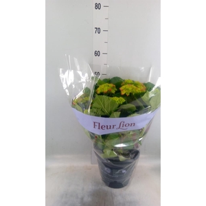 Hydrangea mac. 'Hi Fire'