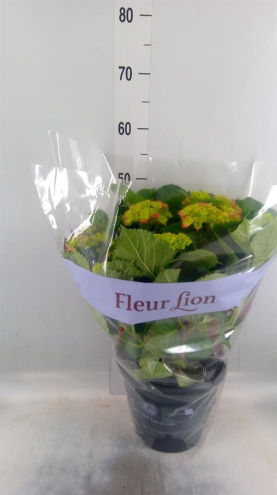 <h4>Hydrangea mac. 'Hi Fire'</h4>