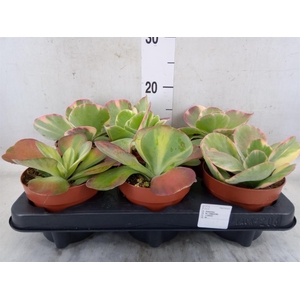 Kalanchoe NF thyrsiflora 'Red Lips'