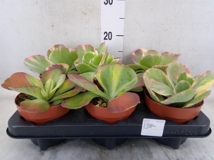 <h4>Kalanchoe NF thyrsiflora 'Red Lips'</h4>