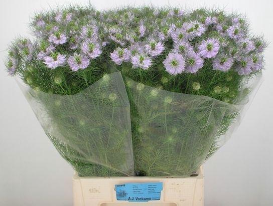 <h4>NIGE D BABY PINK</h4>