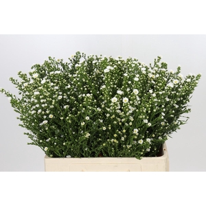 Aster Paquita
