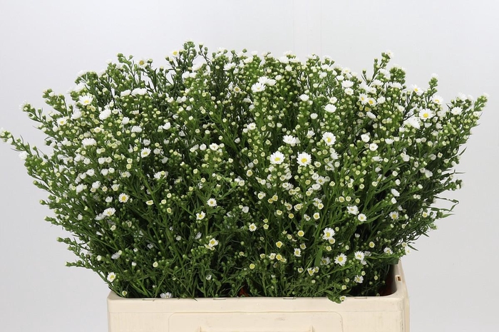 <h4>Aster Paquita</h4>
