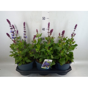 Salvia sylvestris 'Blue Marvel'