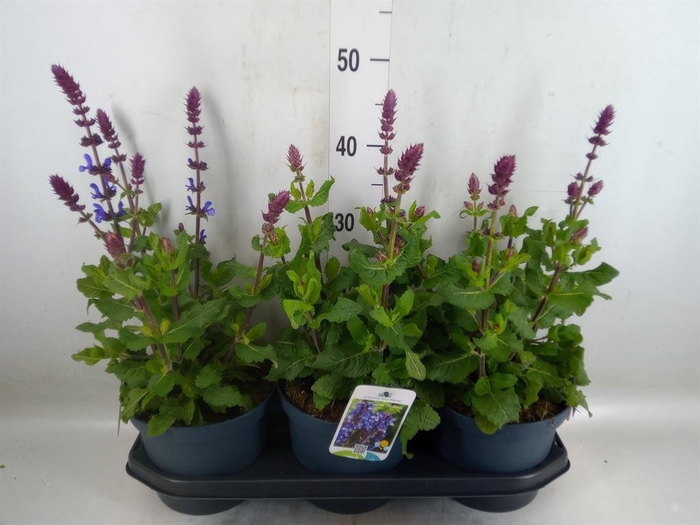 <h4>Salvia sylvestris 'Blue Marvel'</h4>