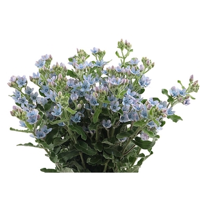 Oxypetalum Tan Pure Blue