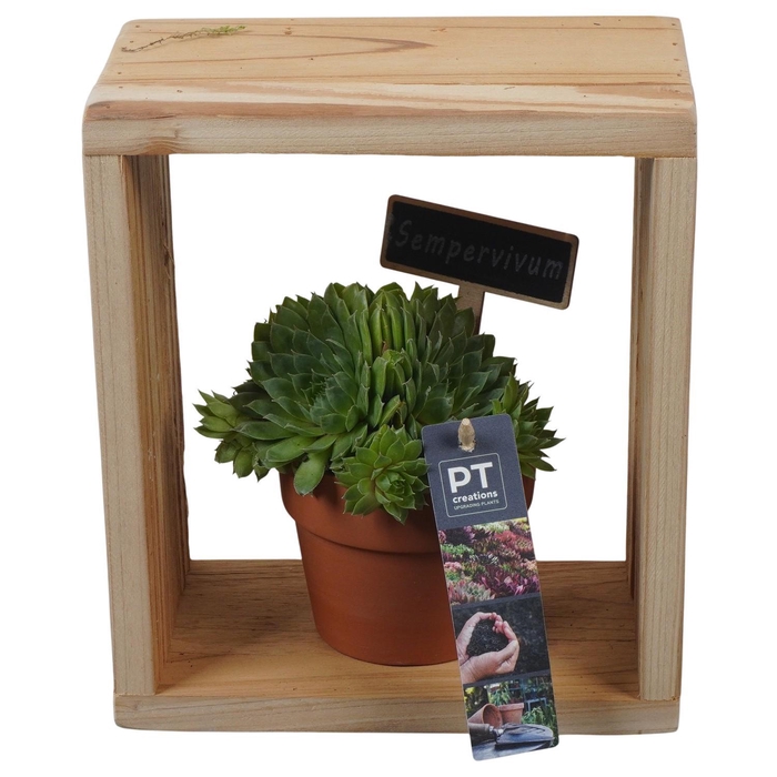 <h4>PTS7399 Arrangement Sempervivum in terracotta pot in houten frame</h4>