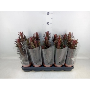 Euphorbia trigona 'Rubra'