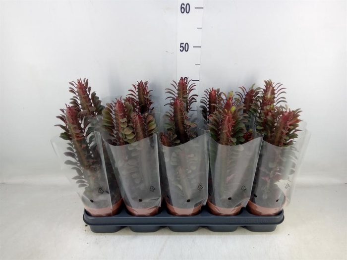 <h4>Euphorbia trigona 'Rubra'</h4>