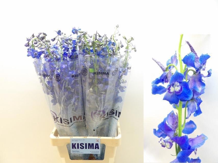 <h4>DELPH EN SEA WALTZ</h4>