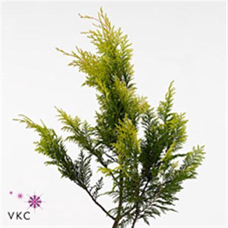 <h4>Co Chama Pis Plumosa</h4>