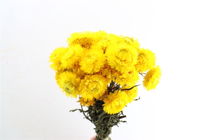 Dried Helichrysum Yellow Bunch
