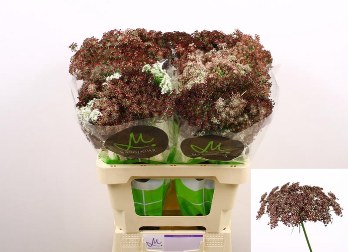 <h4>Daucus Carota Dara Marginpar</h4>