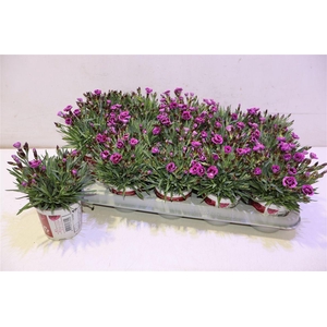 arr8 Dian Picture Perfect