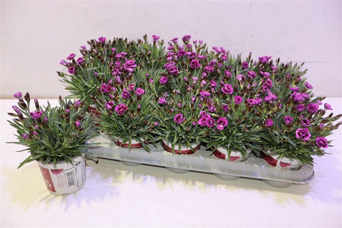 <h4>arr8 Dian Picture Perfect</h4>