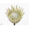Protea Arctic Ice
