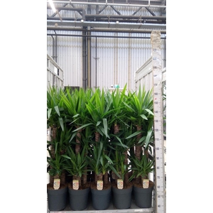 Yucca   ...