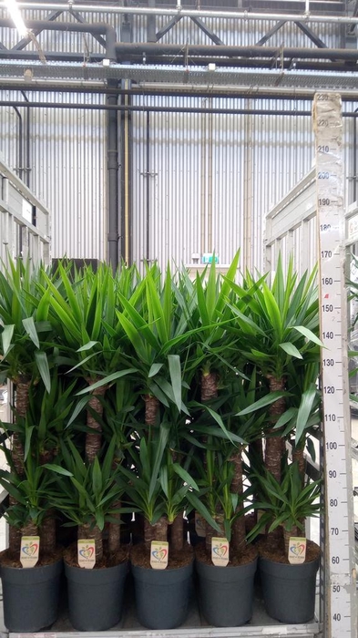 <h4>Yucca   ...</h4>