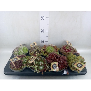 Sempervivum   ...