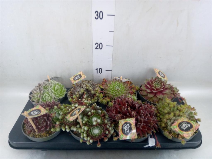 <h4>Sempervivum   ...</h4>